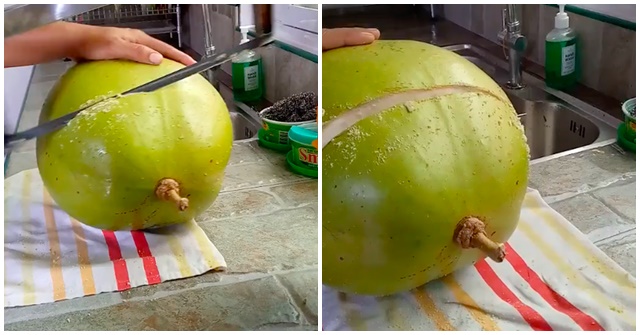 Quả gì giống quả dừa mà có hương vị đặc biệt?
