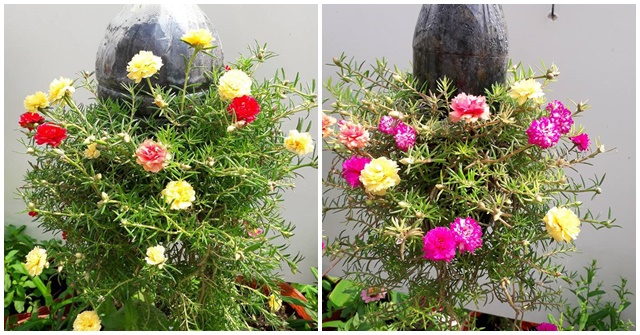 Trồng hoa mười giờ trong vỏ chai nhựa: Sáng tạo từ thứ bỏ đi nhưng rực rỡ cả góc vườn - Vimarsana News