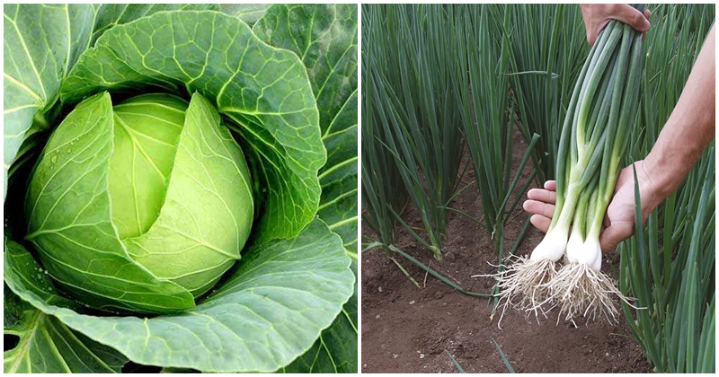 8 thực phẩm là 'không đội trời chung' với người bị suy giáp: Muốn bệnh nhanh khỏi, tốt nhất tránh xa - Vimarsana News