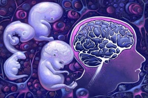 Những yếu tố nào ảnh hưởng đến sự phát triển của tiểu não thai nhi?
